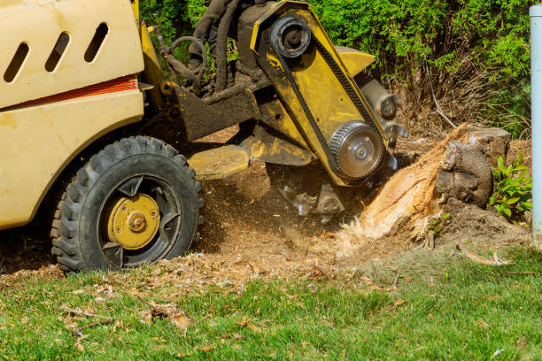 Leaf Removal in Edmond, OK