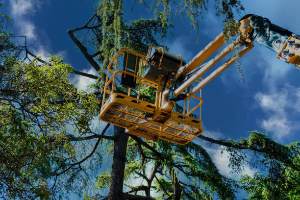 How Our Tree Care Process Works  in  Edmond, OK