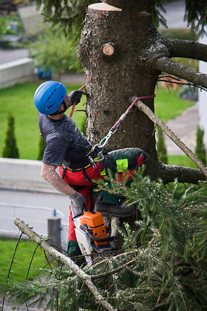 Reliable Edmond, OK Tree Services Solutions